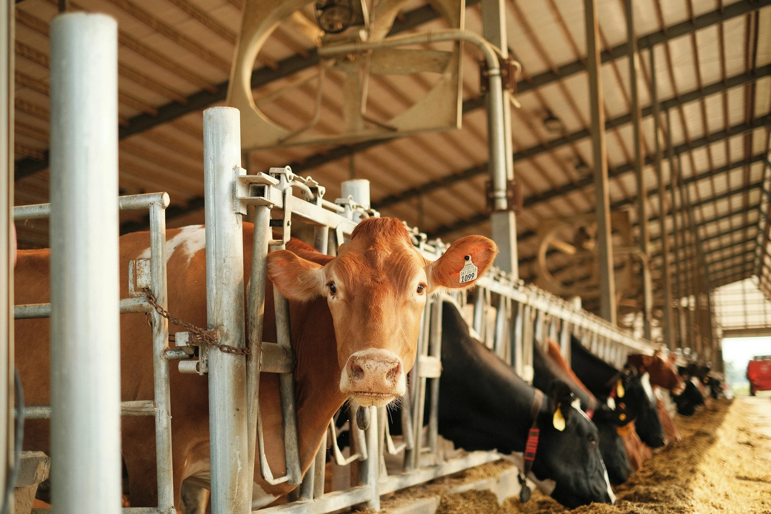 Dairy cattle housing